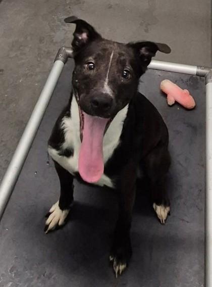 Willow, Adoptable, Young Female Pit Bull Terrier.