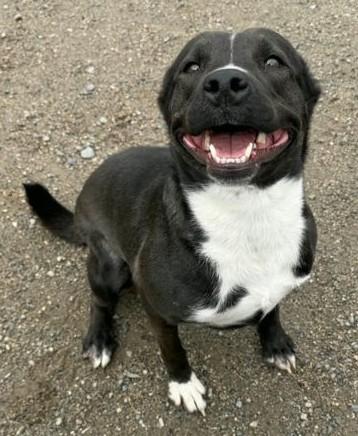 Willow, Adoptable, Young Female Pit Bull Terrier.
