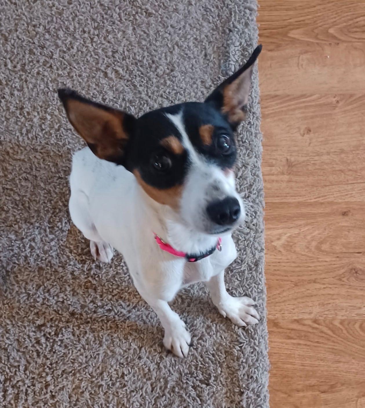 Enlarge Daisy, a Adoptable Rat Terrier in Celina, OH image 3/4