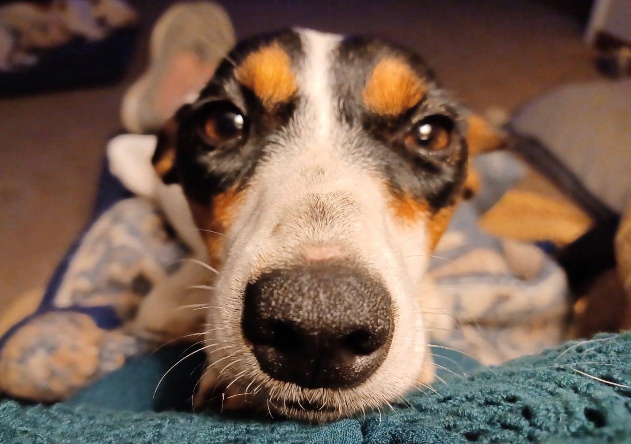 Enlarge Daisy, a Adoptable Rat Terrier in Celina, OH image 4/4