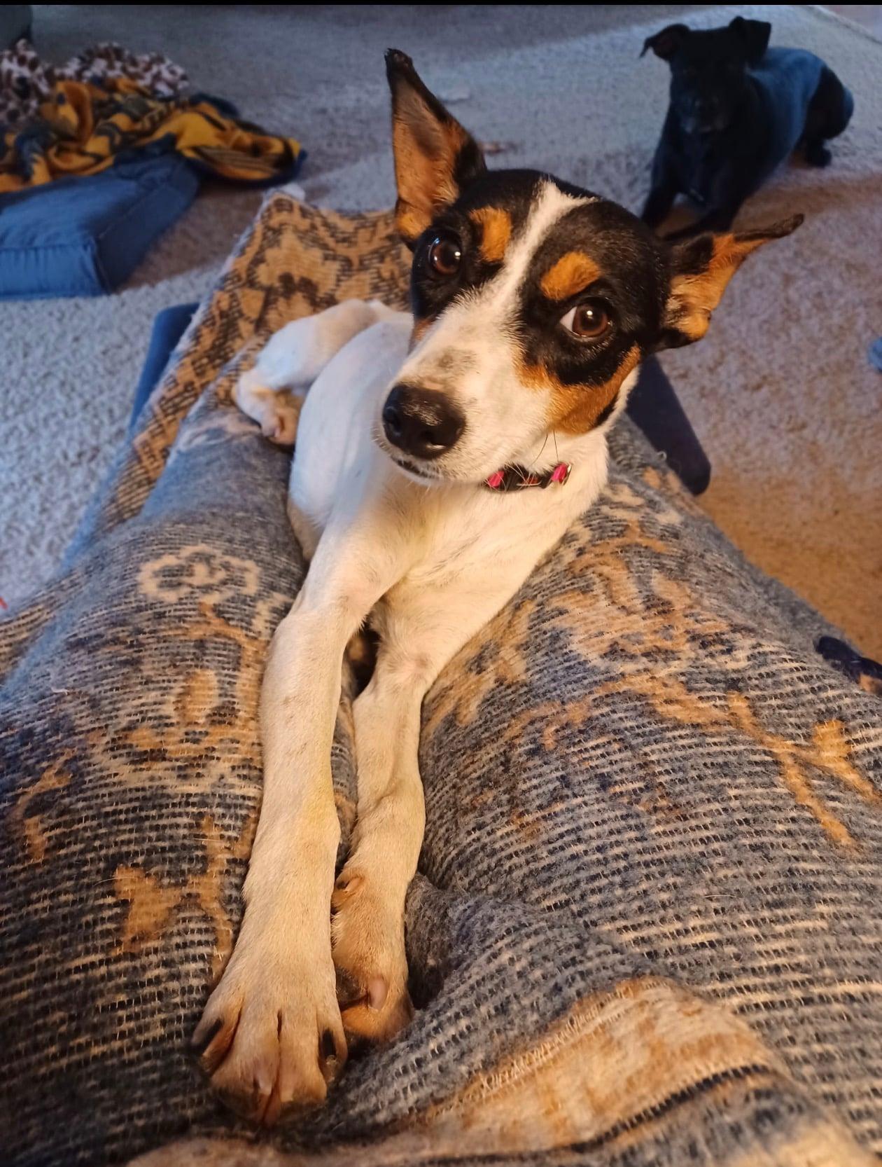 Enlarge Daisy, a Adoptable Rat Terrier in Celina, OH image 2/4