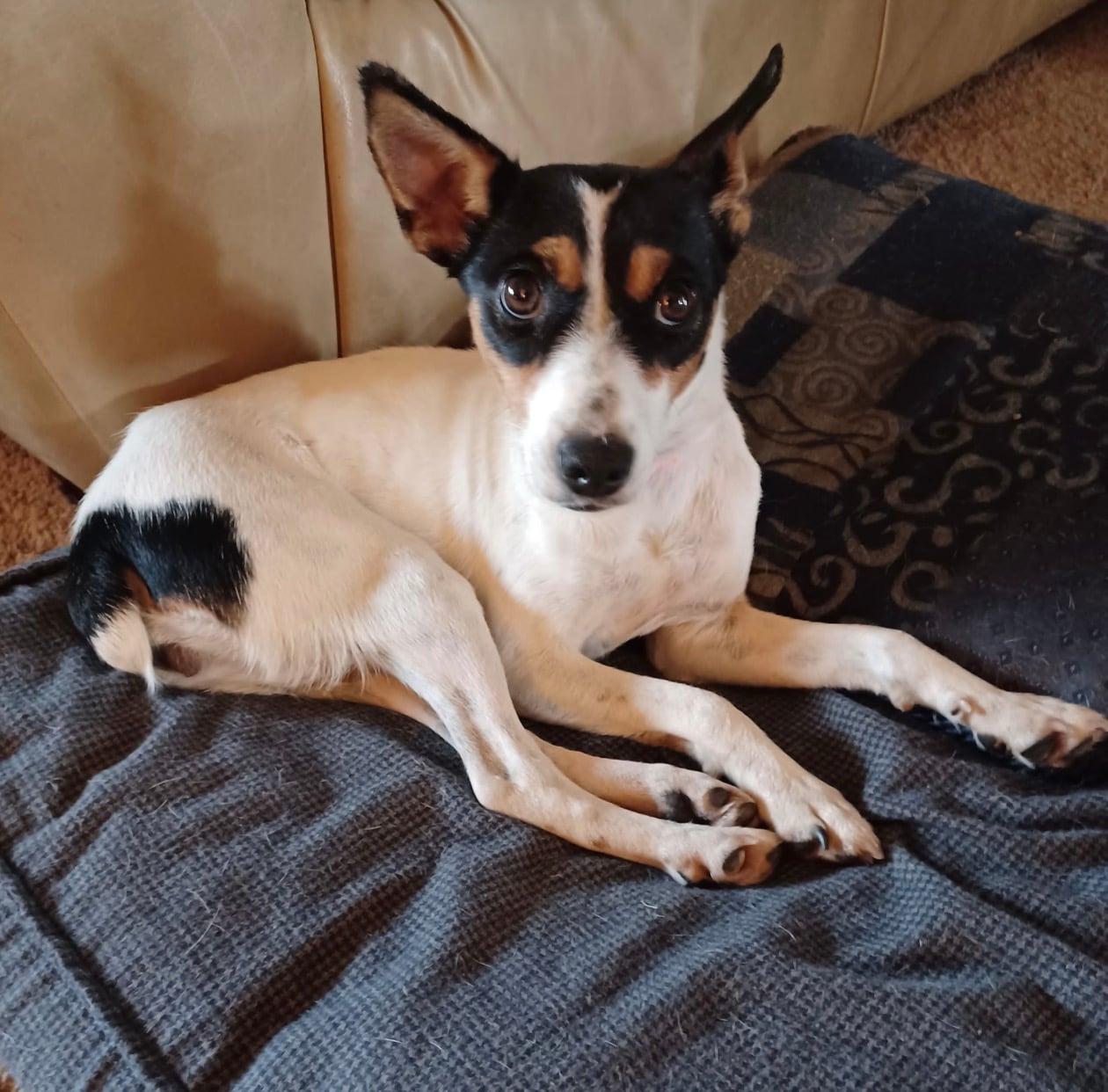 Daisy, Adoptable, Young Female Rat Terrier.