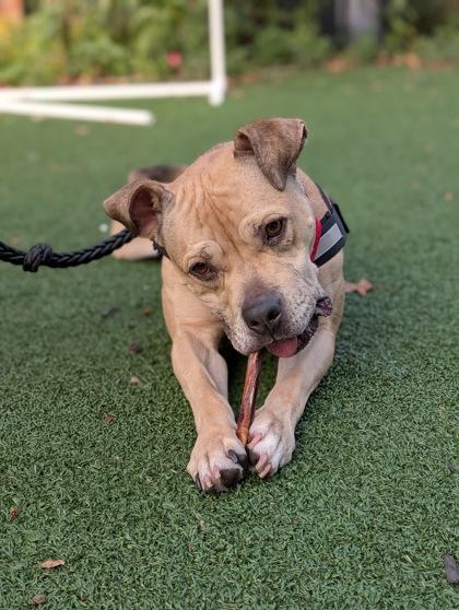 Enlarge Hazel, a Adoptable mixed breed in Cincinnati, OH image 3/3