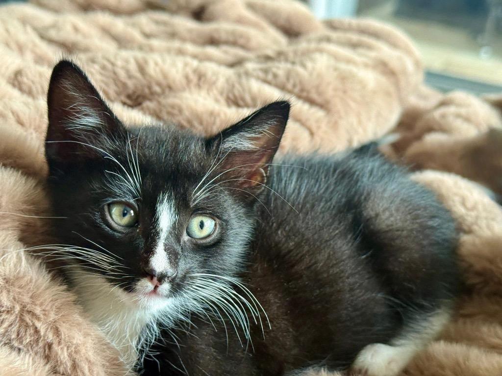 Tippy, Adoptable, Kitten Male Domestic Short Hair.