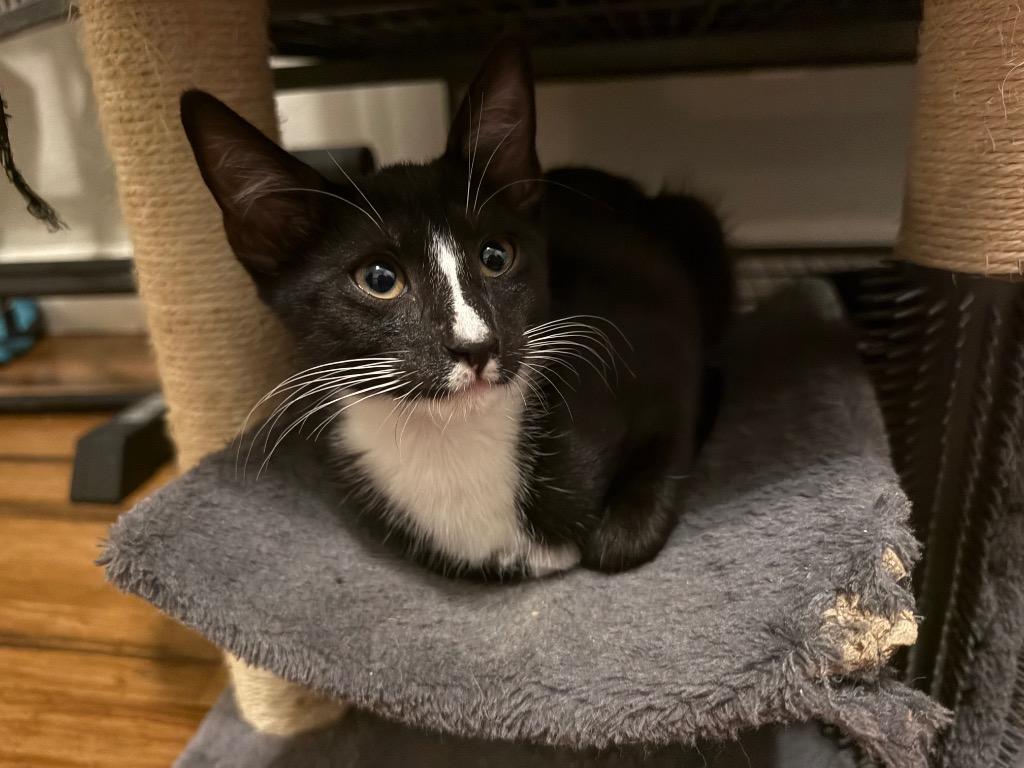Enlarge Tippy, a Adoptable mixed breed in Orlando, FL image 3/5
