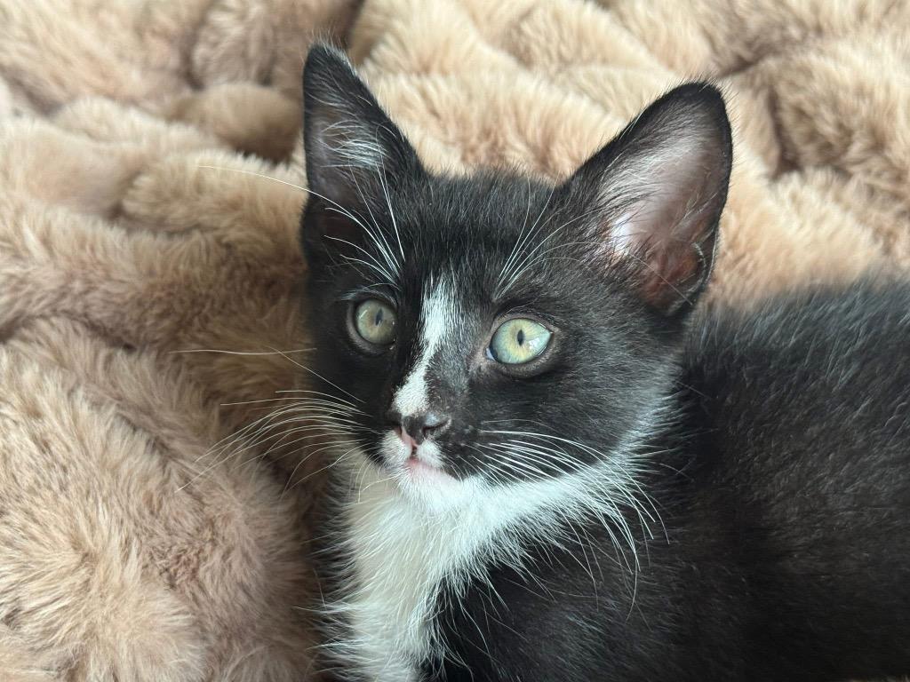 Enlarge Tippy, a Adoptable mixed breed in Orlando, FL image 5/5