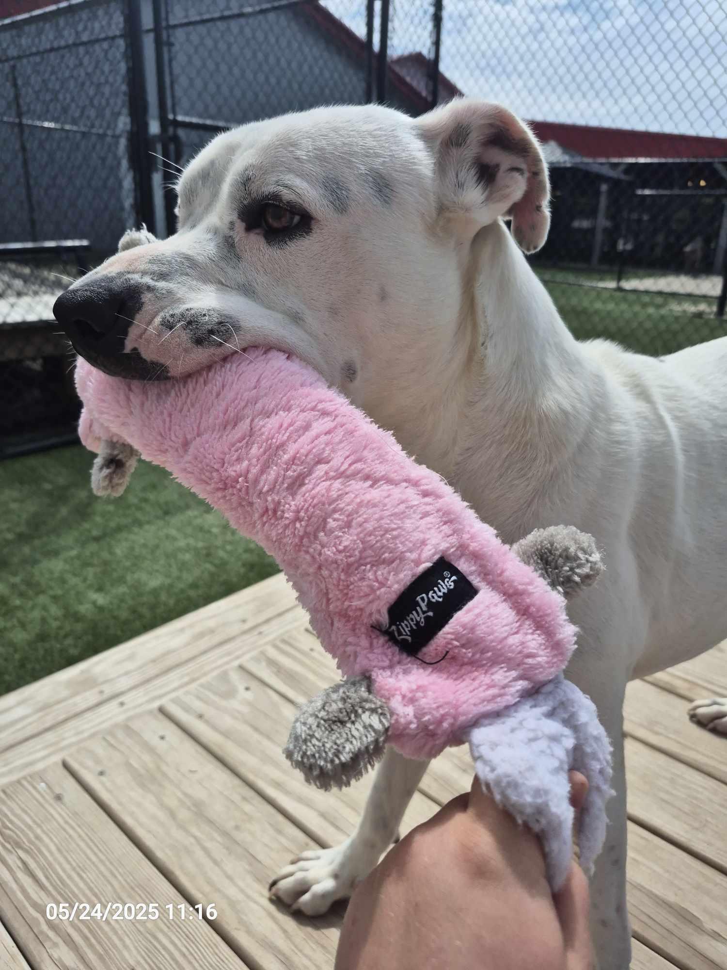 Enlarge Buddha, a Adoptable mixed breed in Richmond, KY image 1/6