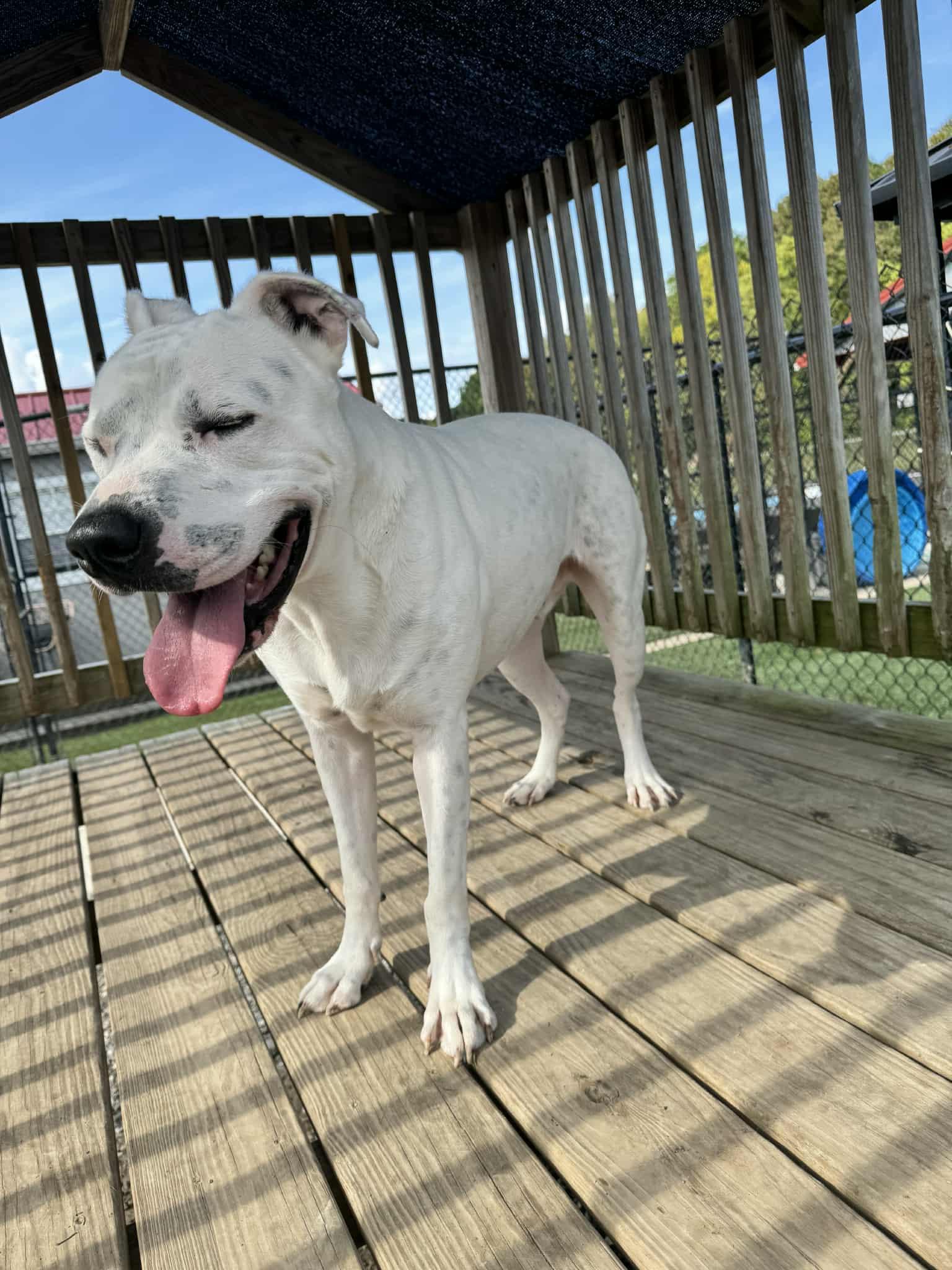 Enlarge Buddha, a Adoptable mixed breed in Richmond, KY image 2/6