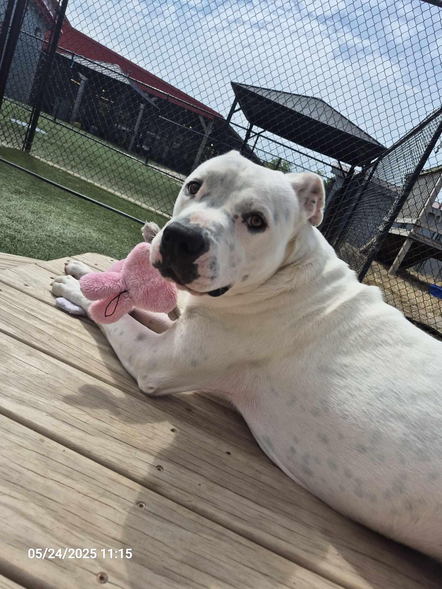 Buddha, Adoptable, Adult Male American Bulldog & Boxer.