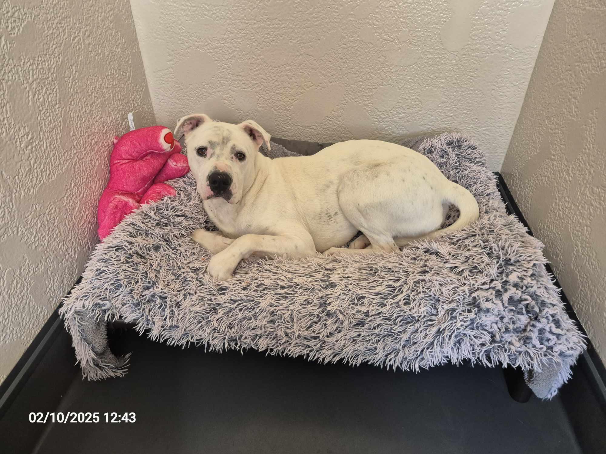 Enlarge Buddha, a Adoptable mixed breed in Richmond, KY image 4/6