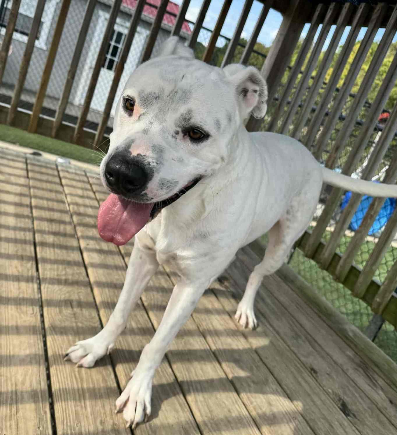 Enlarge Buddha, a Adoptable mixed breed in Richmond, KY image 5/6