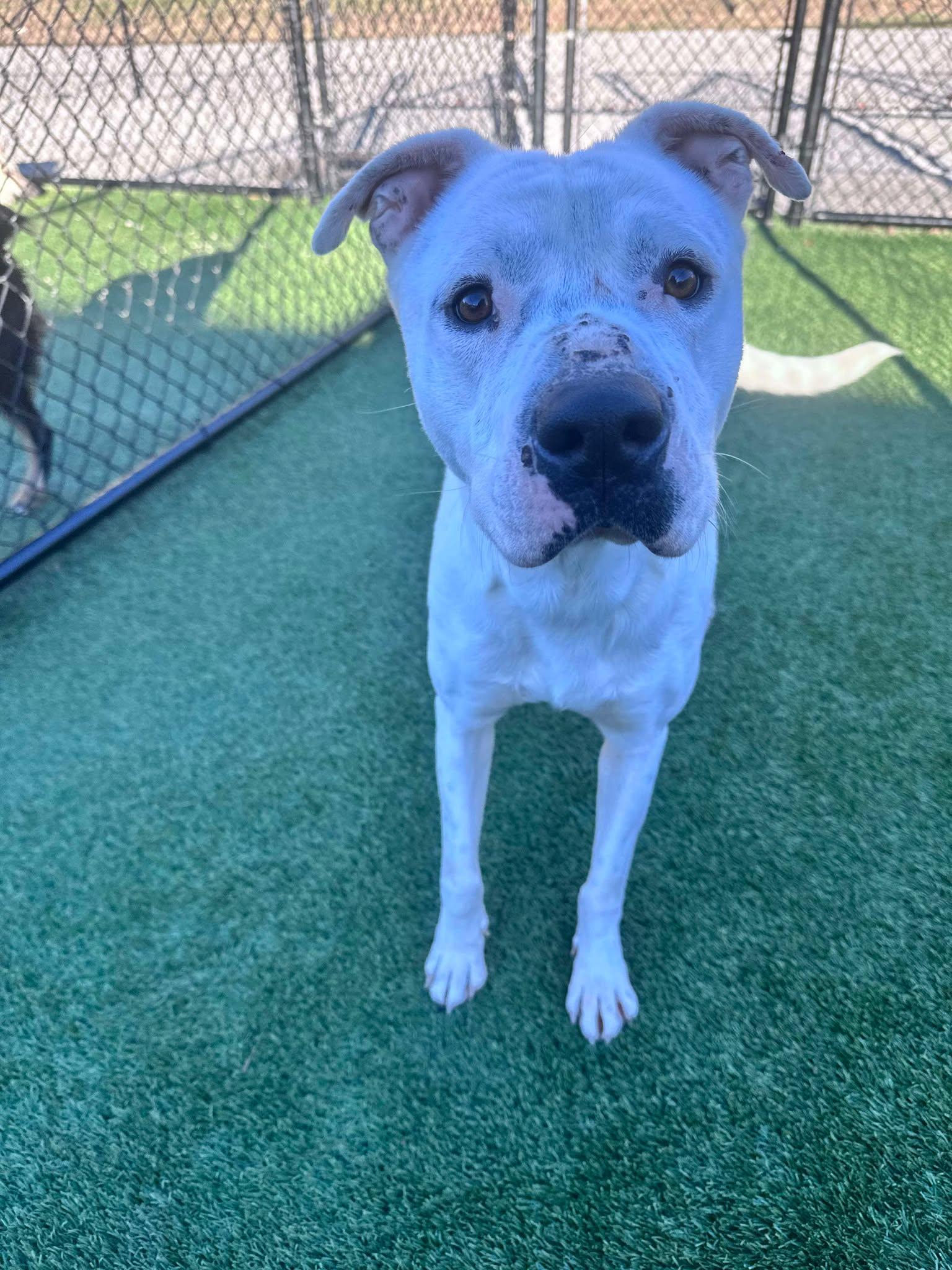 Enlarge Buddha, a Adoptable mixed breed in Richmond, KY image 6/6