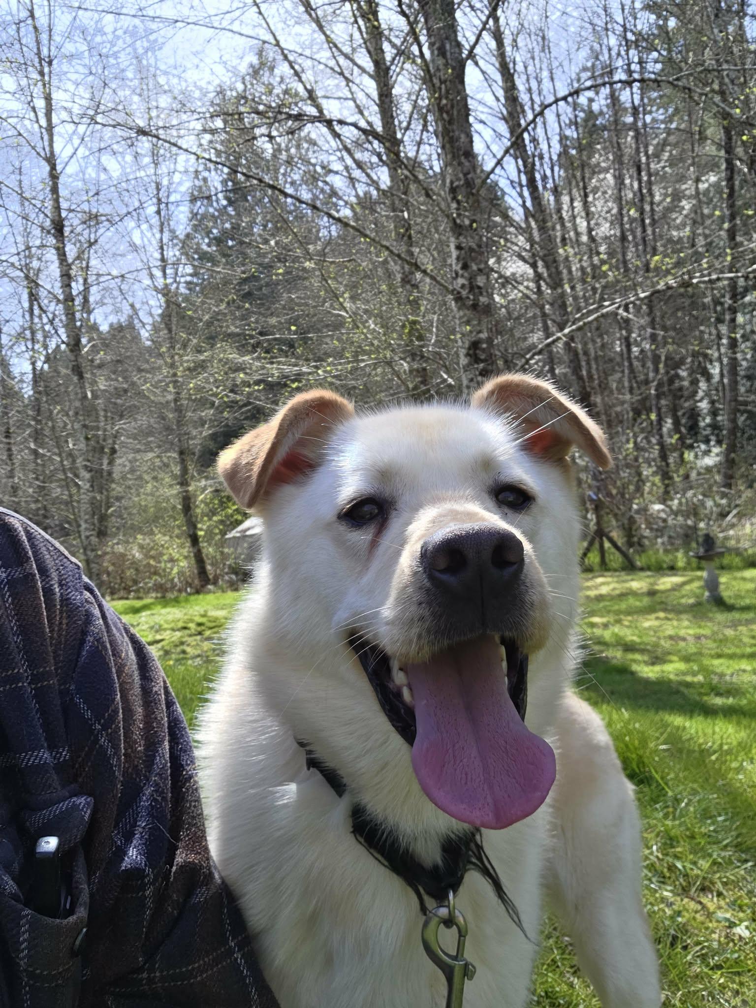 Little Berry "family guy" 25 lbs., a ADOPTABLE mixed breed in Elma, WA image 3/4