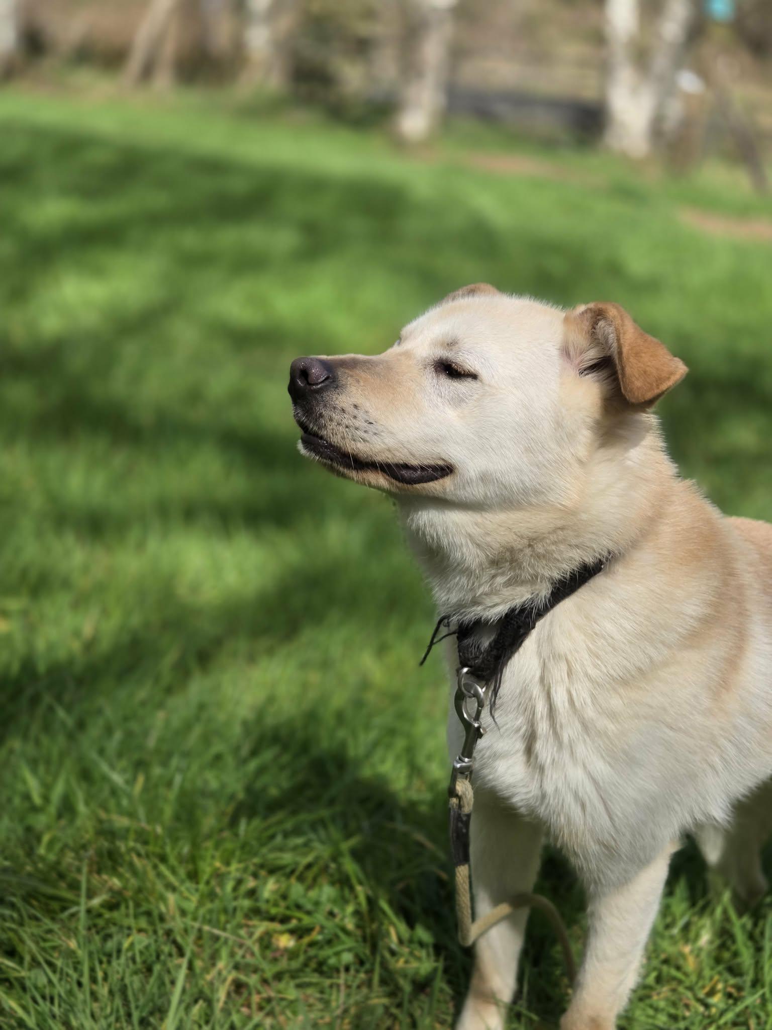 Little Berry "family guy" 25 lbs., ADOPTABLE, Adult Male Golden Retriever.
