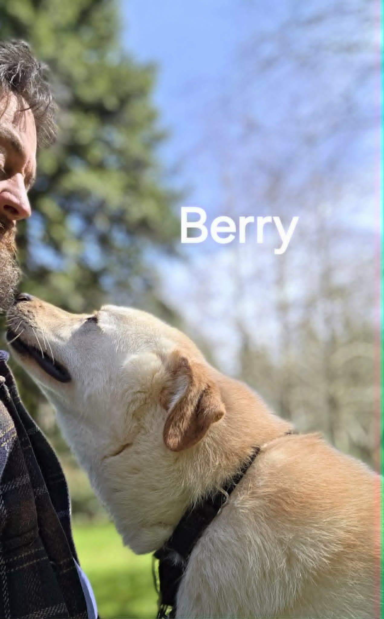 Little Berry "family guy" 25 lbs., a ADOPTABLE mixed breed in Elma, WA image 4/4
