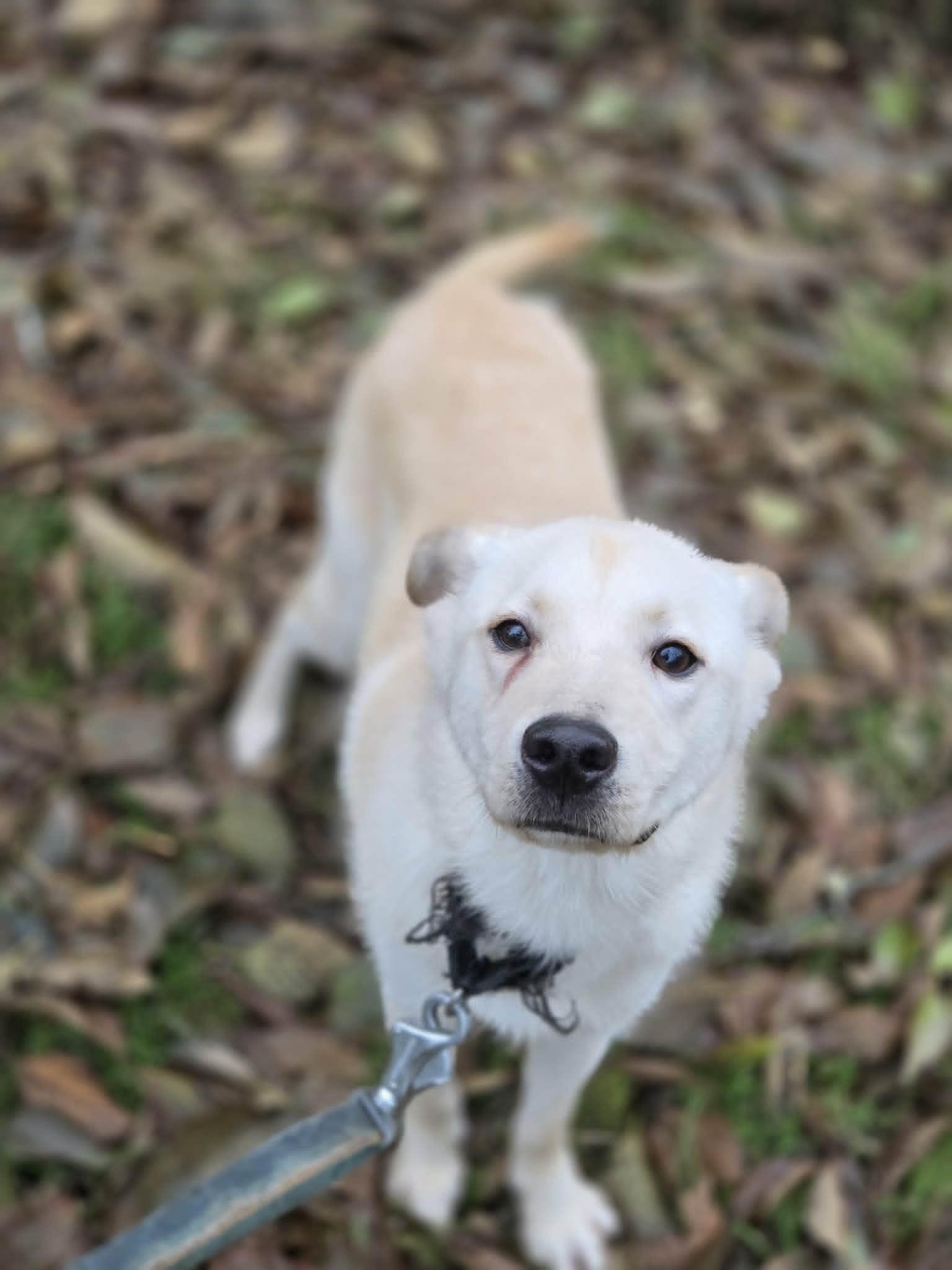 Little Berry "family guy" 25 lbs., a ADOPTABLE mixed breed in Elma, WA image 2/4