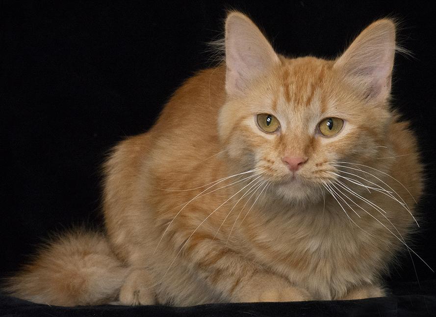 Gabby The Tabby thumbnail 2