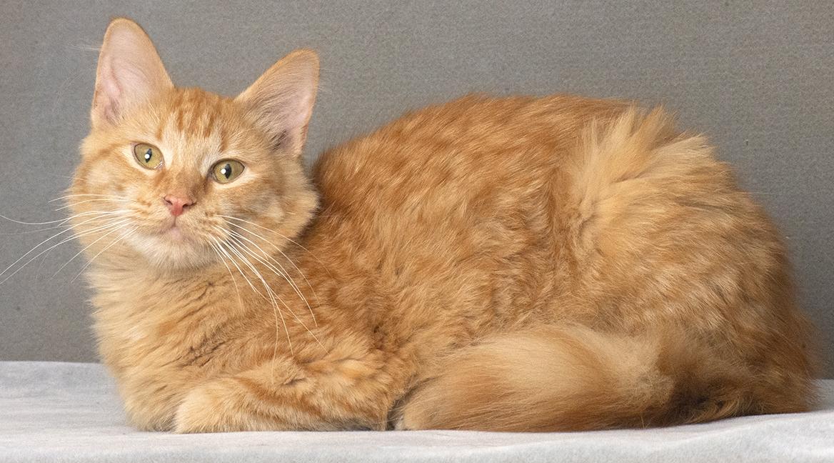 Gabby The Tabby thumbnail 6