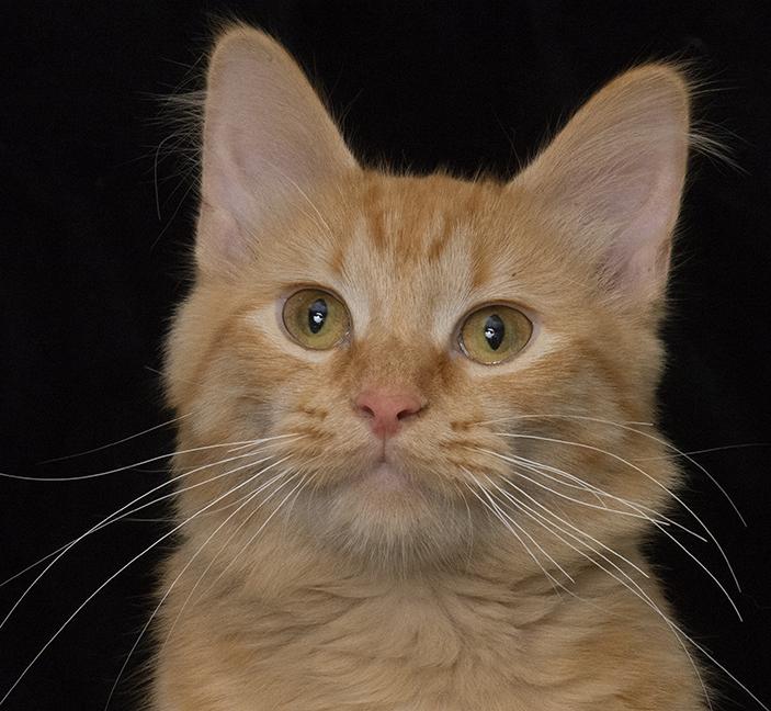 Gabby The Tabby thumbnail 4