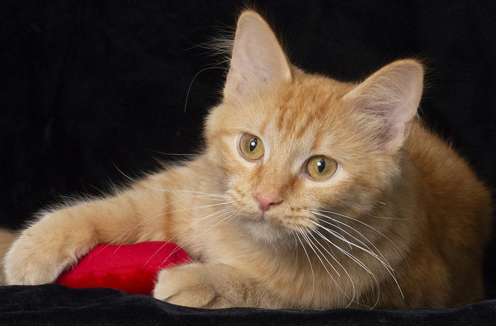 Gabby The Tabby photo 1