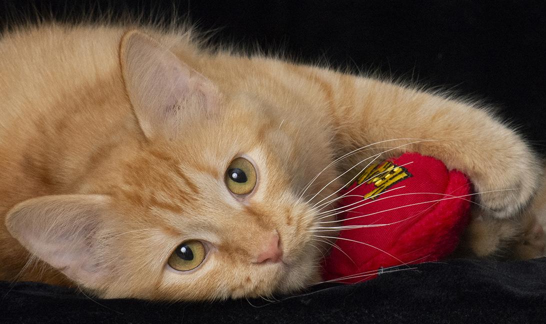 Gabby The Tabby thumbnail 5