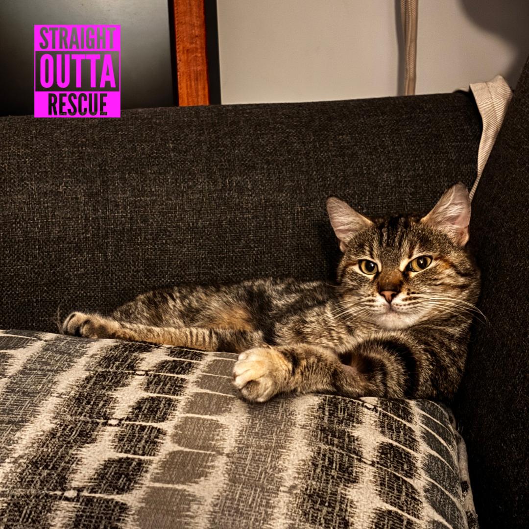Blossom, a ADOPTABLE Domestic Short Hair in Vancouver, BC image 2/5