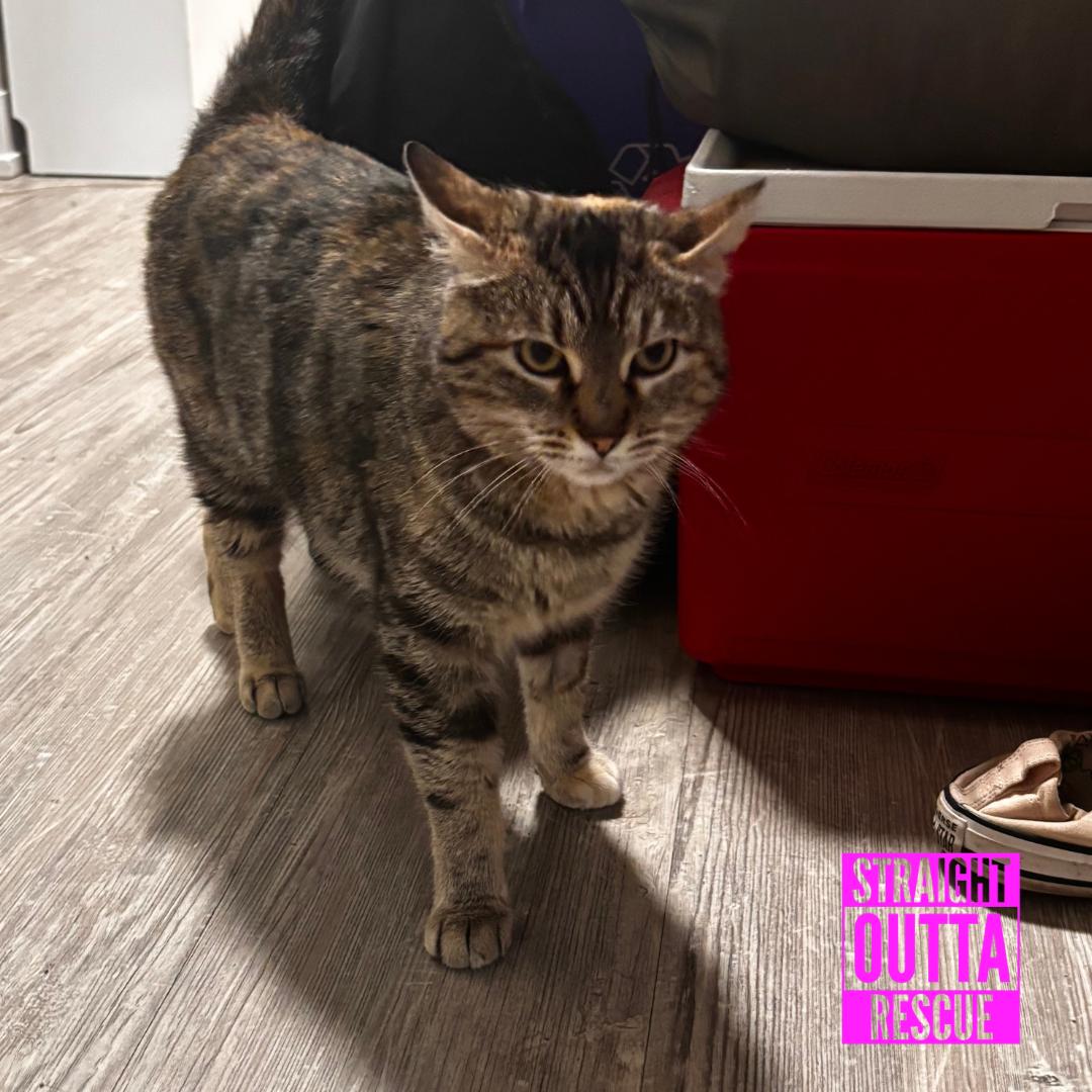 Blossom, a ADOPTABLE Domestic Short Hair in Vancouver, BC image 3/5