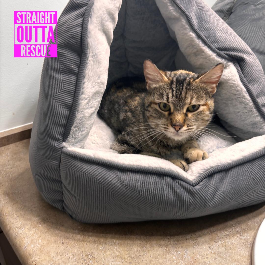 Blossom, a ADOPTABLE Domestic Short Hair in Vancouver, BC image 4/5