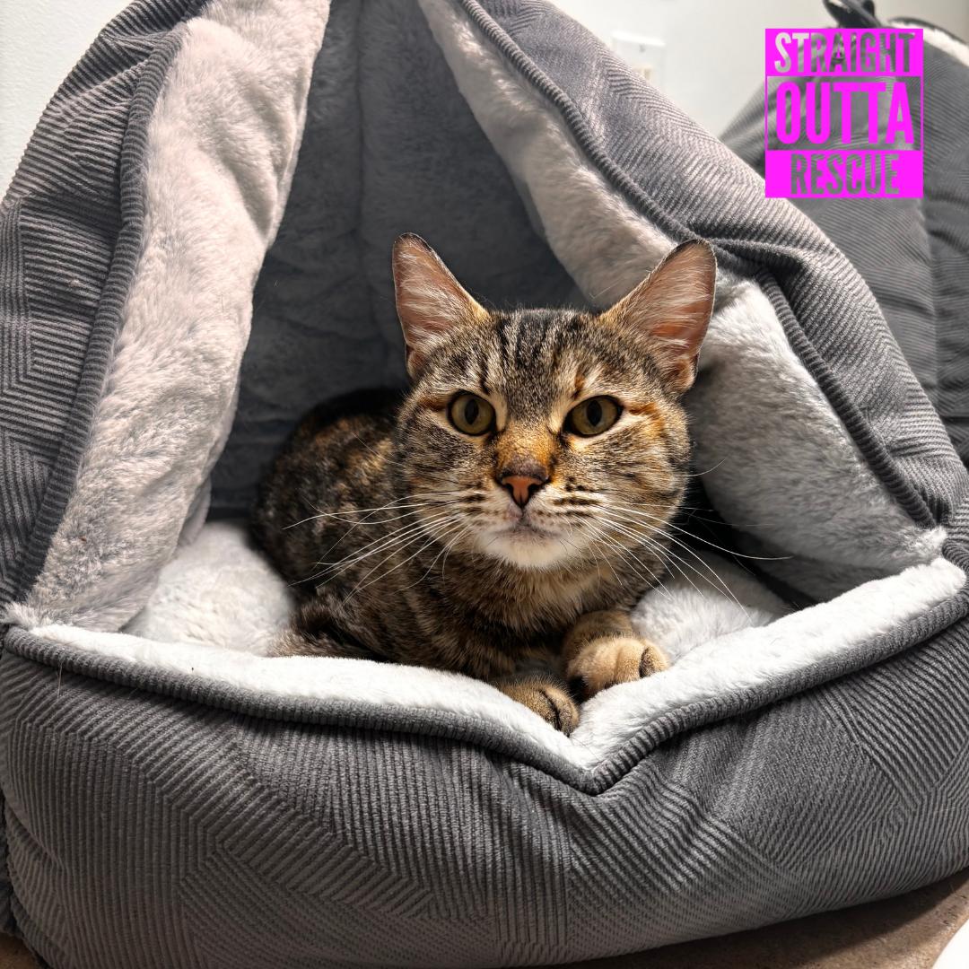 Blossom, a ADOPTABLE Domestic Short Hair in Vancouver, BC image 1/5