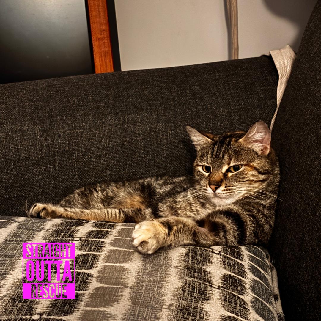 Blossom, a ADOPTABLE Domestic Short Hair in Vancouver, BC image 5/5
