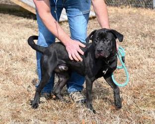 DA 36 Daewoo, a Adoptable mixed breed in Glen Allen, VA image 3/3