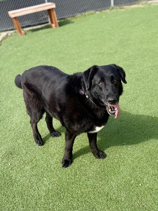 Moose, Adoptable, Adult Male German Shepherd Dog & Black Labrador Retriever.