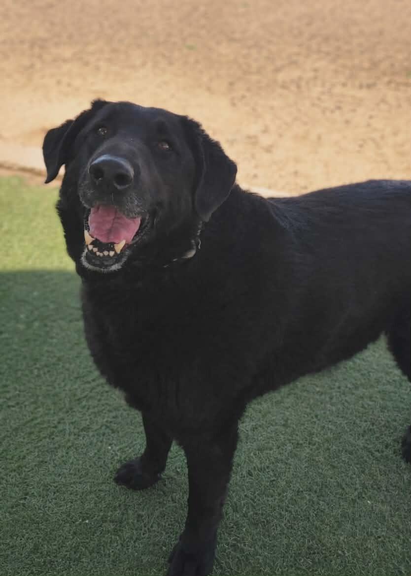 Moose, Adoptable, Adult Male German Shepherd Dog & Black Labrador Retriever.