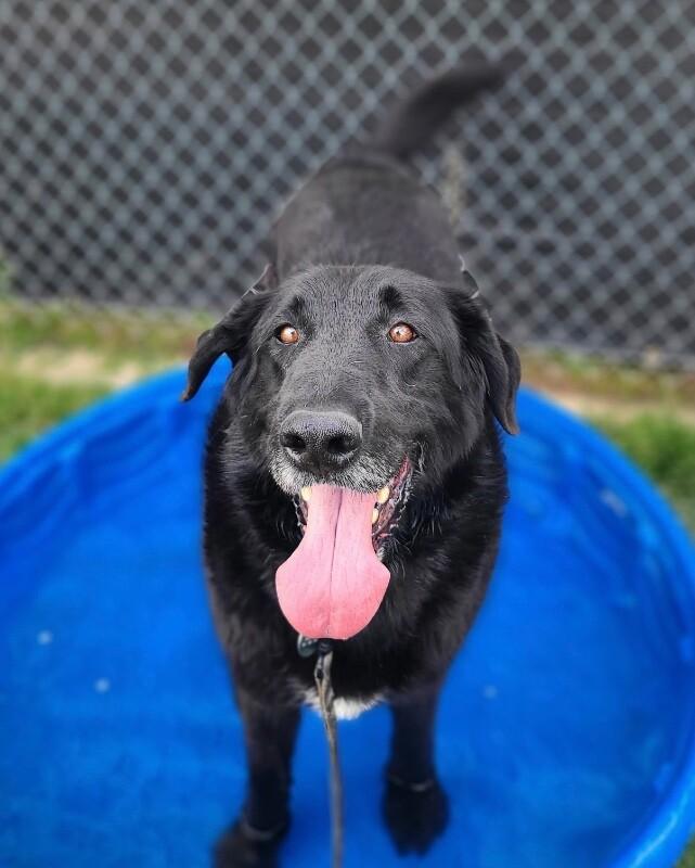 Enlarge Moose, a Adoptable mixed breed in Fruit Heights, UT image 3/6
