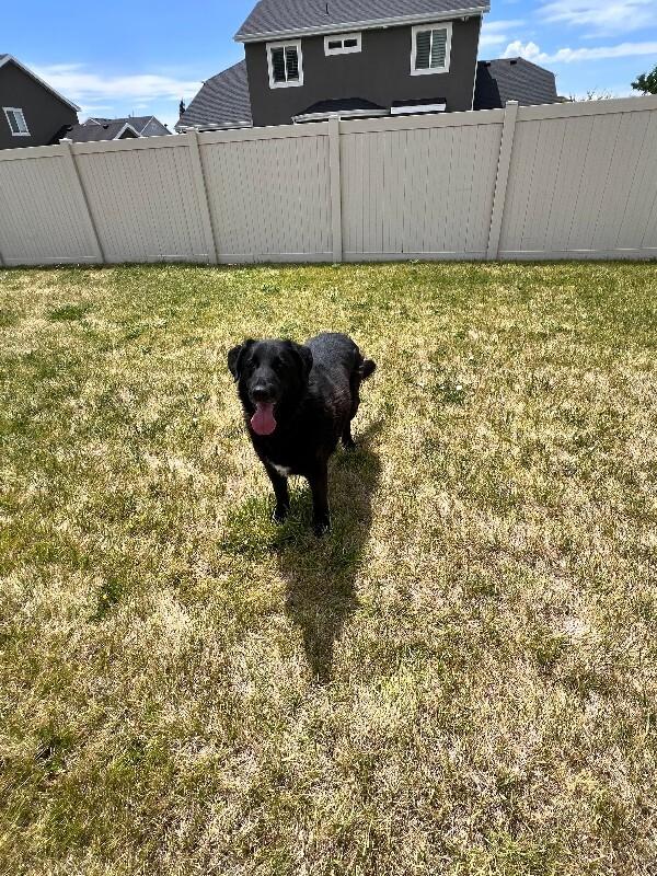 Enlarge Moose, a Adoptable mixed breed in Fruit Heights, UT image 3/5