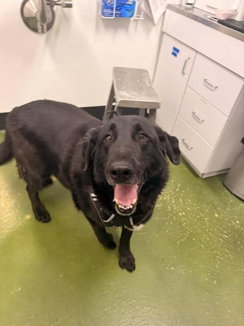 Enlarge Moose, a Adoptable mixed breed in Fruit Heights, UT image 4/5