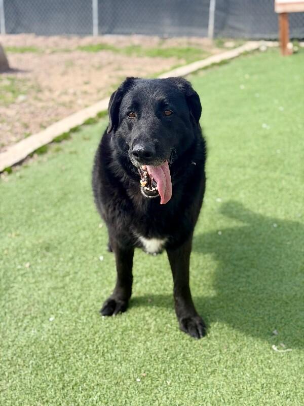 Enlarge Moose, a Adoptable mixed breed in Fruit Heights, UT image 4/6