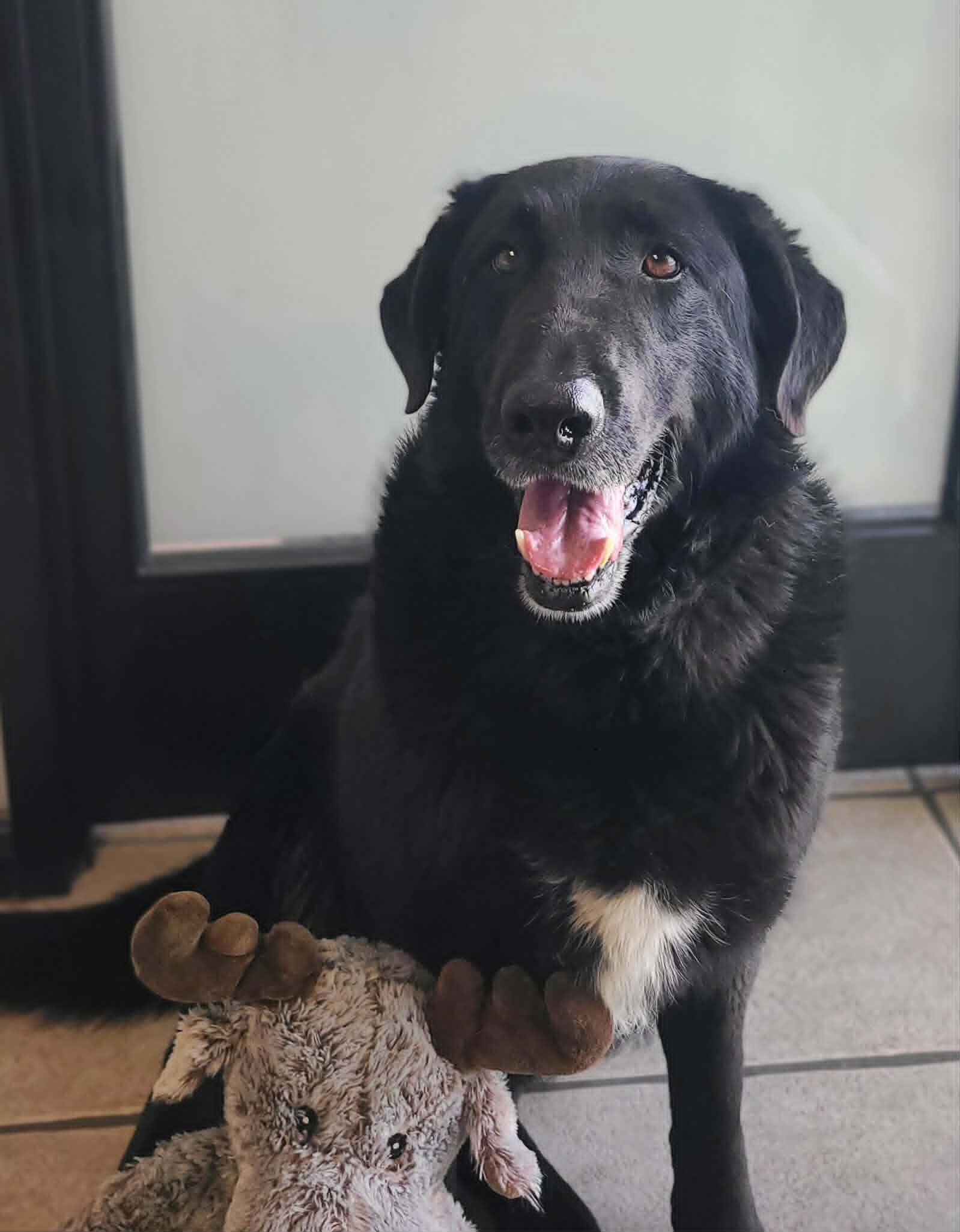 Enlarge Moose, a Adoptable mixed breed in Fruit Heights, UT image 5/5