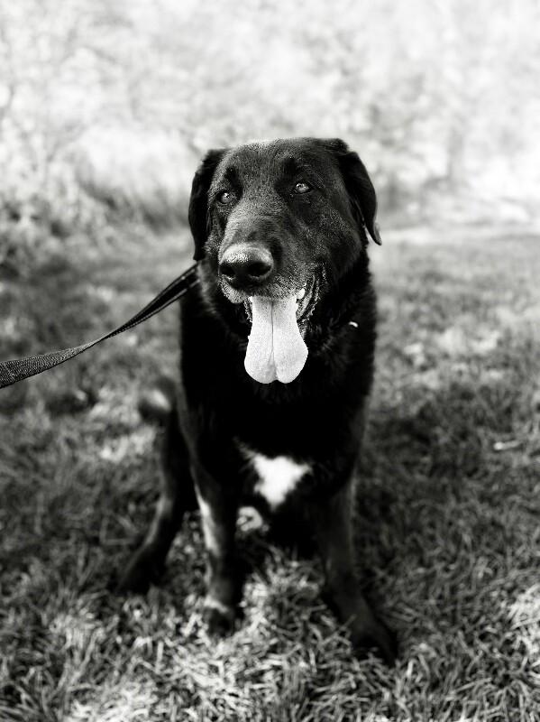 Enlarge Moose, a Adoptable mixed breed in Fruit Heights, UT image 5/6