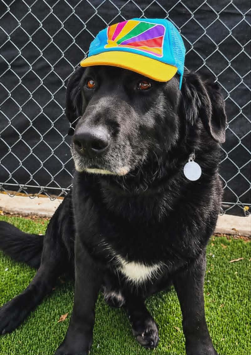 Enlarge Moose, a Adoptable mixed breed in Fruit Heights, UT image 6/6