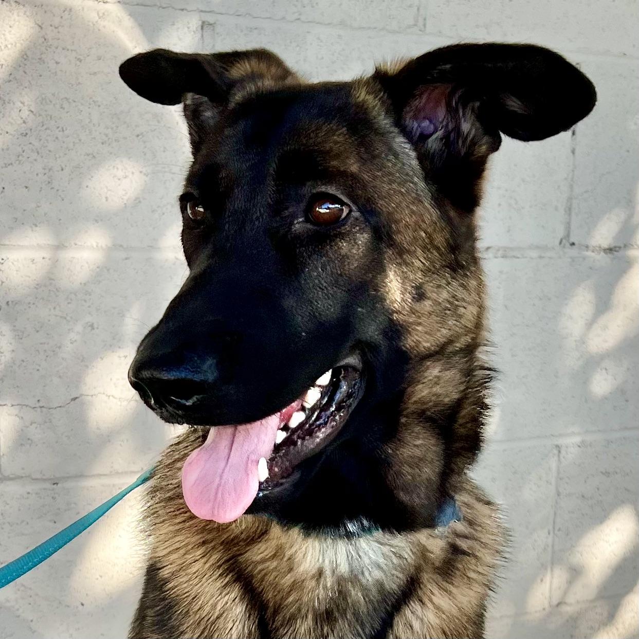Enlarge Lucille, a Adopted Belgian Shepherd / Malinois in Long Beach, CA image 1/4