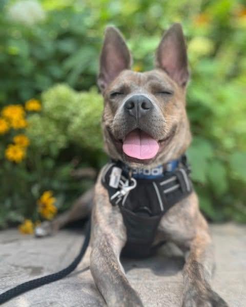 Oliver, a ADOPTABLE mixed breed in Cleveland, OH image 5/6