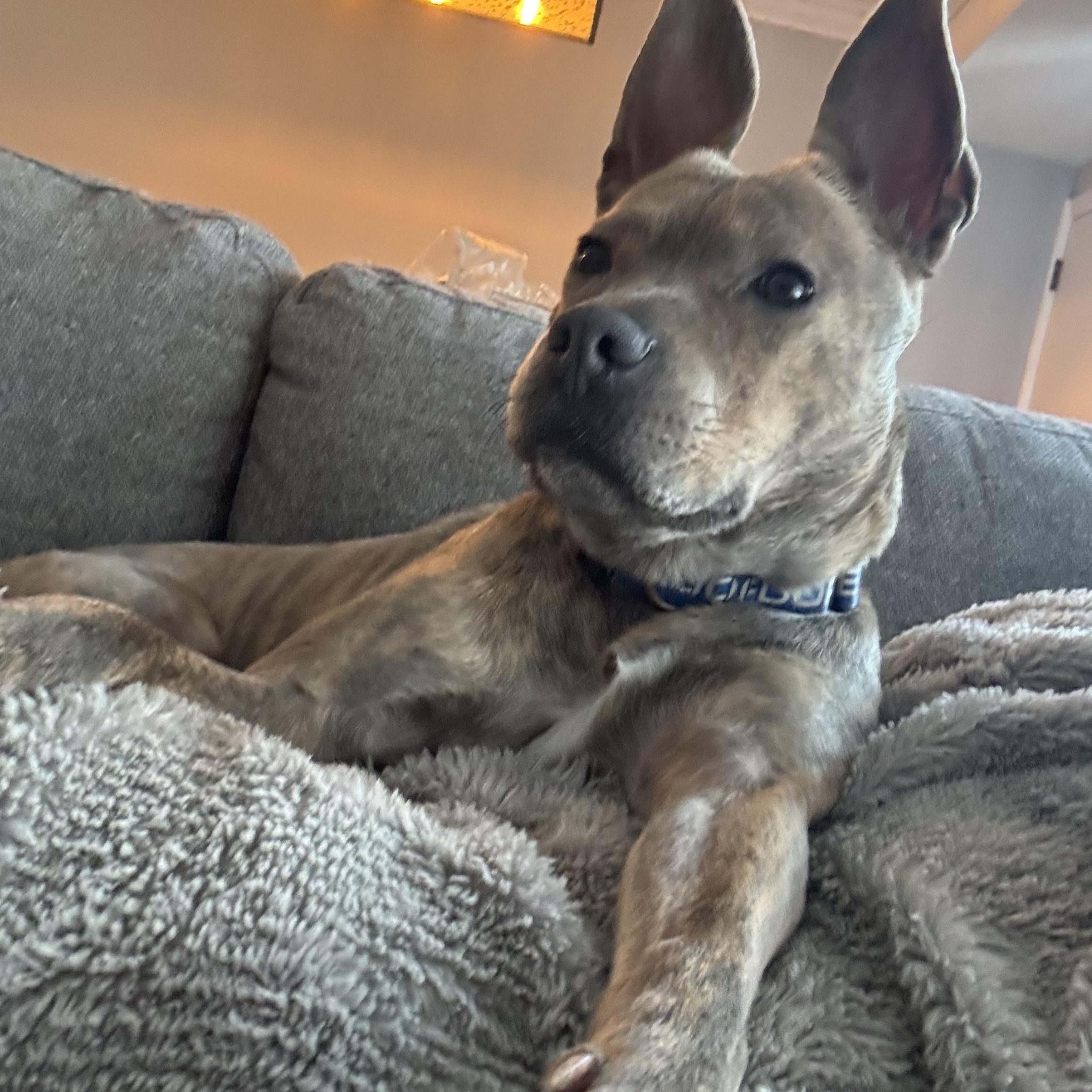 Oliver, a ADOPTABLE mixed breed in Cleveland, OH image 6/6