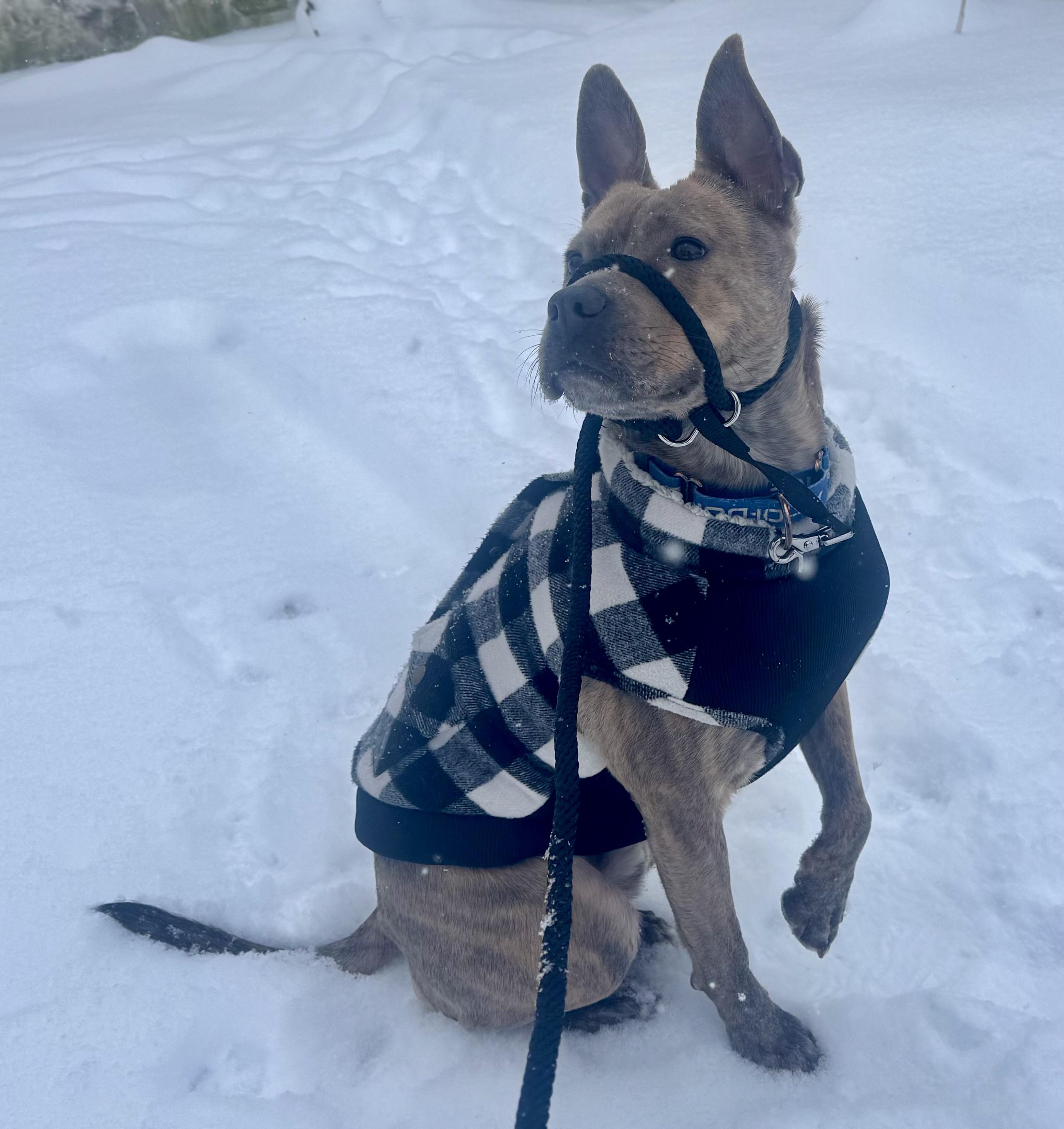 Oliver, a ADOPTABLE mixed breed in Cleveland, OH image 3/6