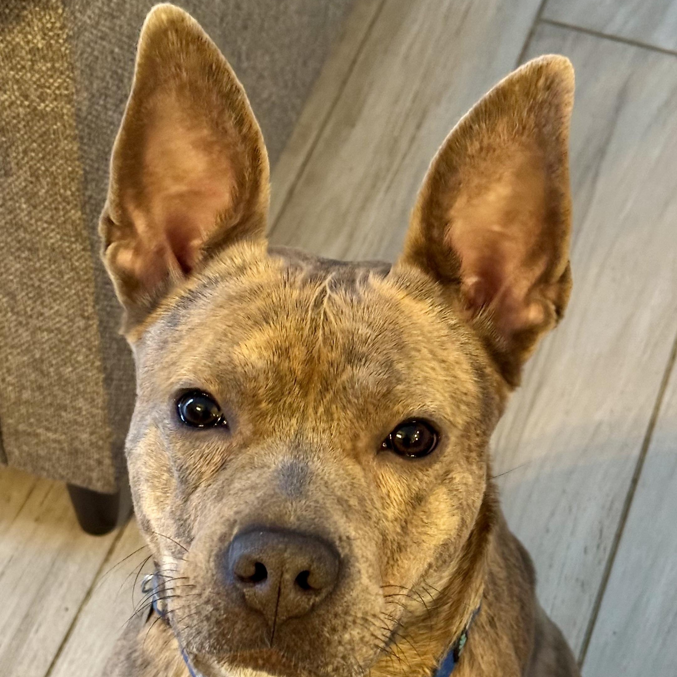 Oliver, a ADOPTABLE mixed breed in Cleveland, OH image 1/6