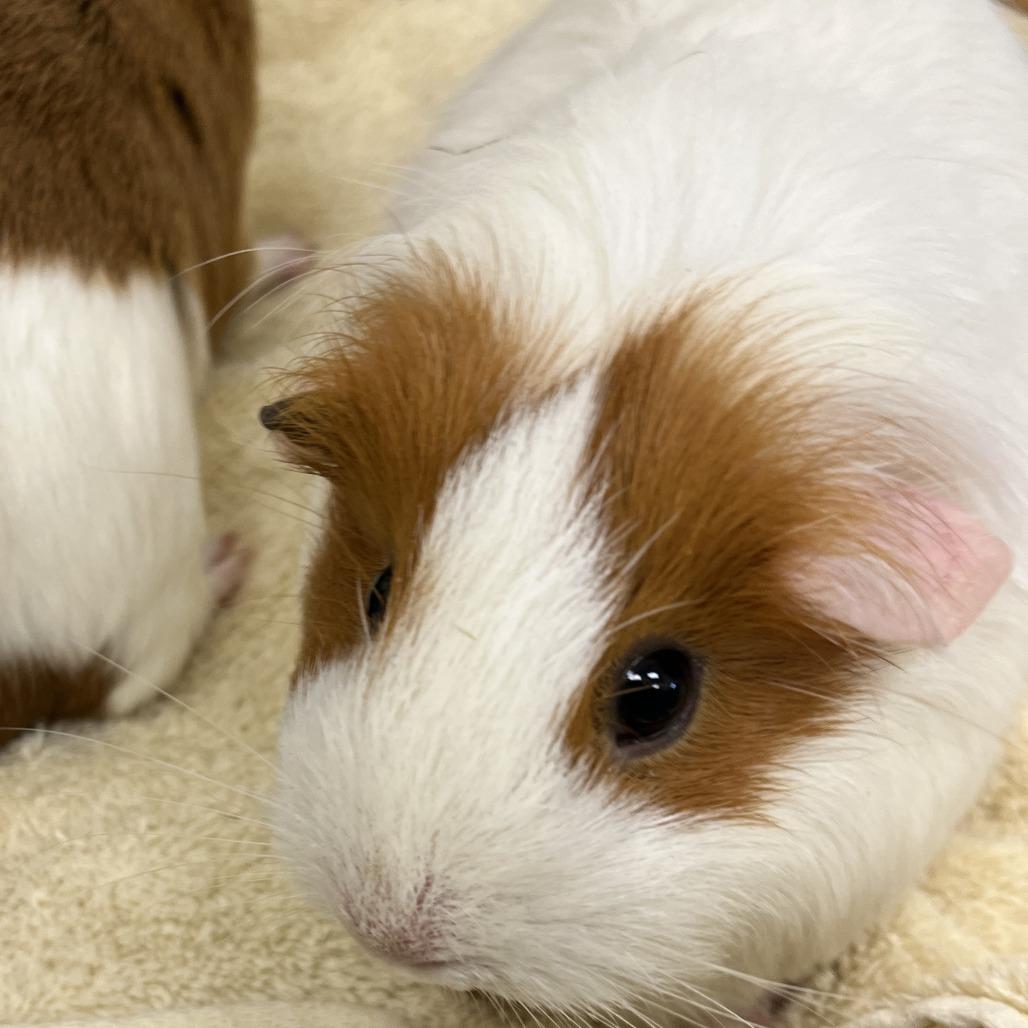Marshmallow, Adoptable, Adult Female Guinea Pig.