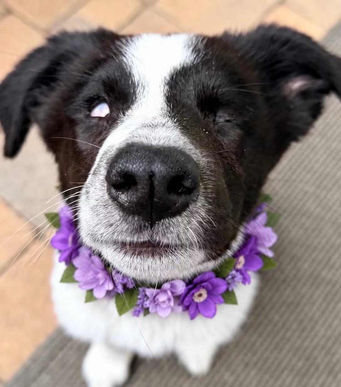Enlarge Willow, a Adoptable mixed breed in Corona Del Mar, CA image 2/6
