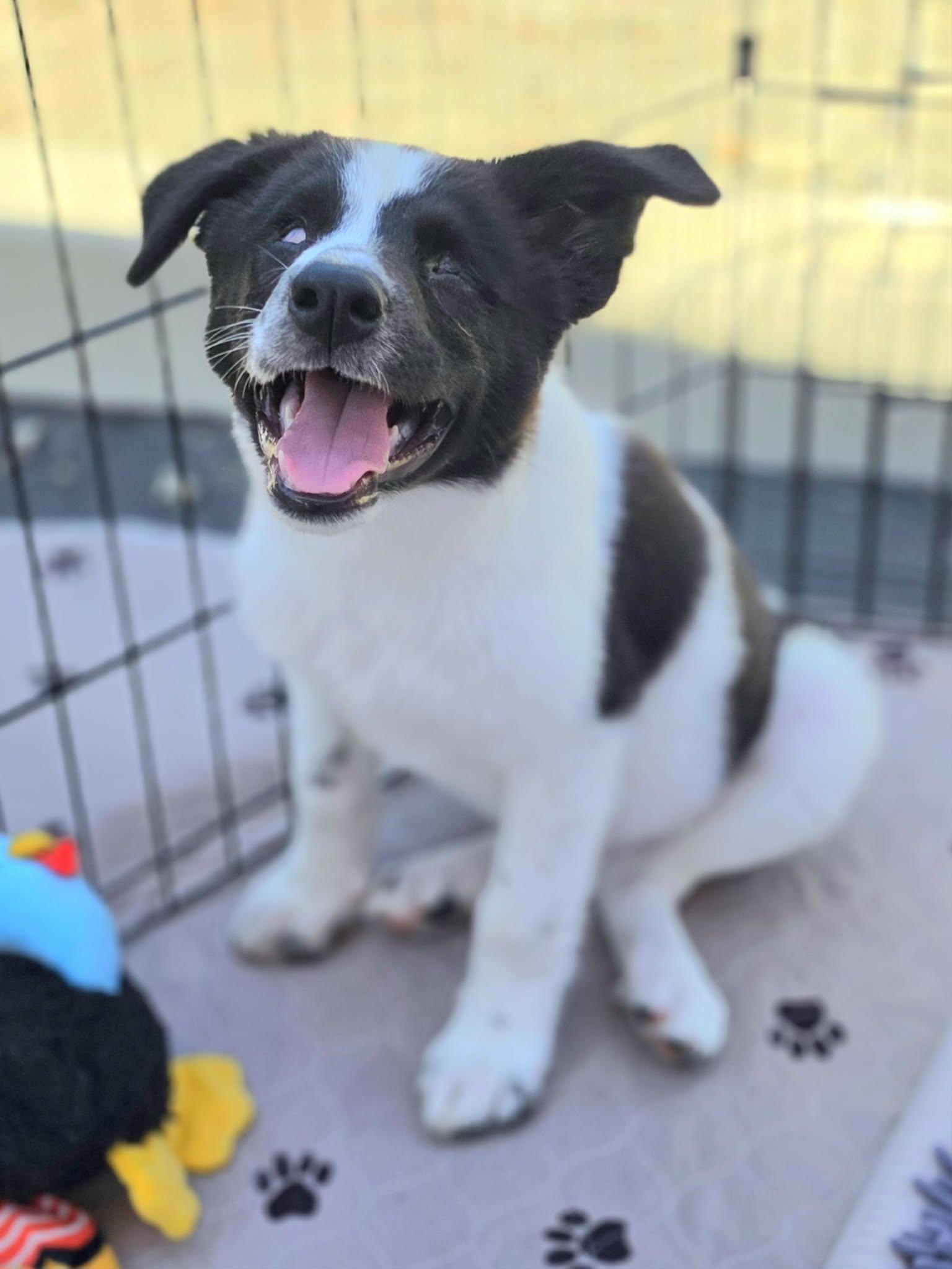 Enlarge Willow, a Adoptable mixed breed in Corona Del Mar, CA image 3/6