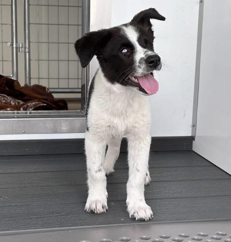 Enlarge Willow, a Adoptable mixed breed in Corona Del Mar, CA image 4/6