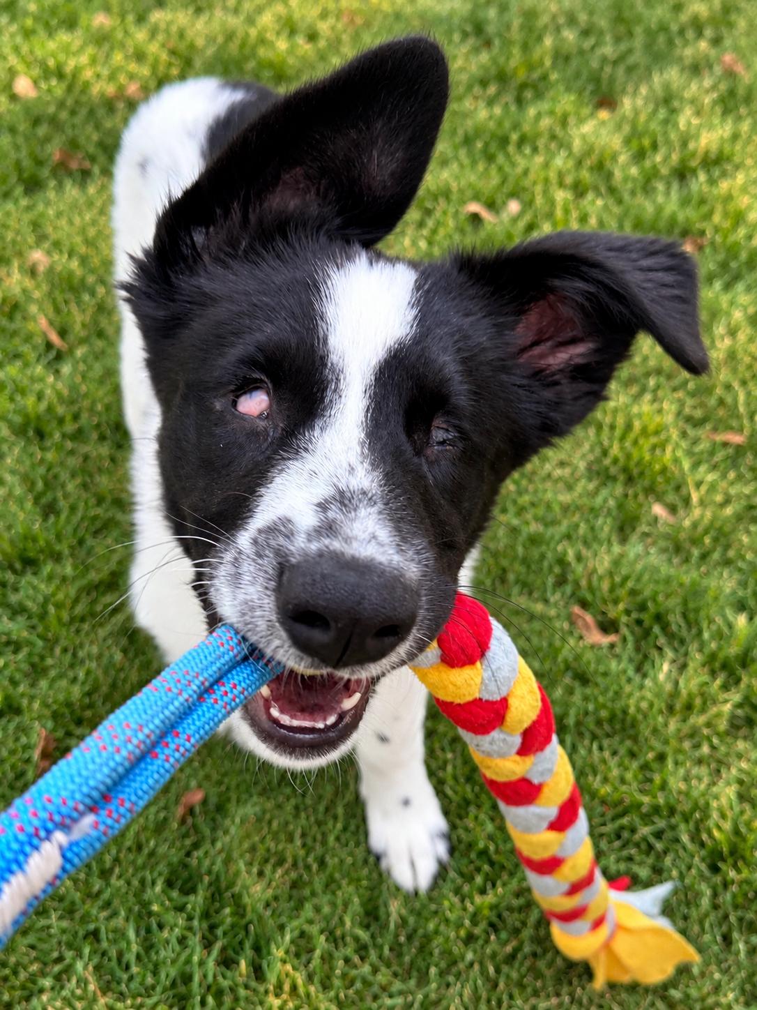 Enlarge Willow, a Adoptable mixed breed in Corona Del Mar, CA image 6/6
